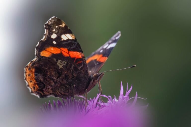 distribution behavior log entries